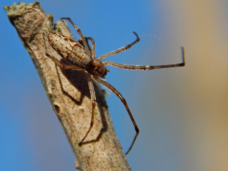 Tetragnatha sp. (in posa terrifica?) - Pontevecchio (MI)